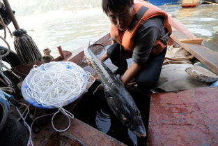 重庆渔民误捕大型中华鲟