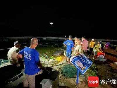 昌江海尾智慧渔业产业园一期(起步区)首批南美白对虾捕捞上市
